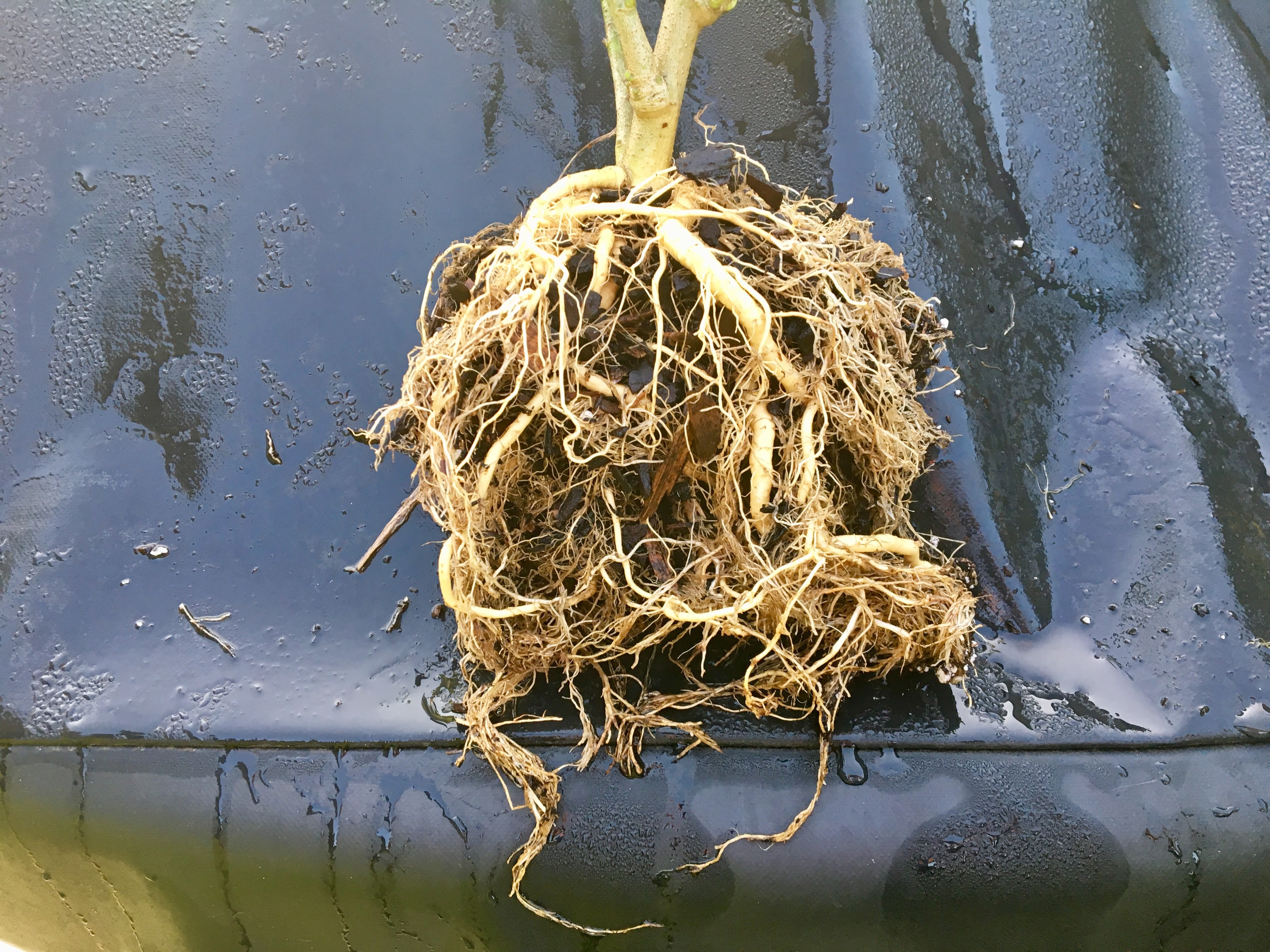 Turks cap with healthy roots.jpg thumbnail